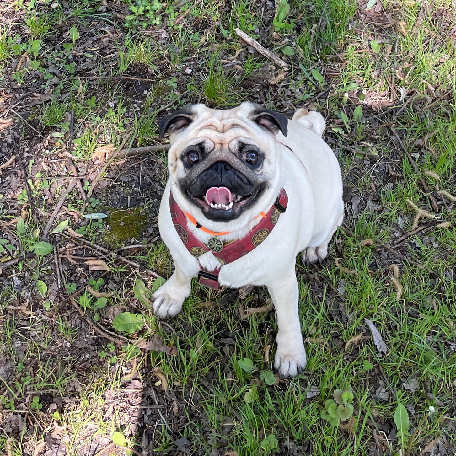 mopsy Miszur i Czuzu mopsiki Zazie