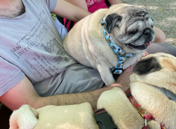 mopsy Miszur i Czuzu mopsiki Zazie