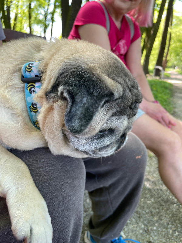 mopsy Miszur i Czuzu mopsiki Zazie