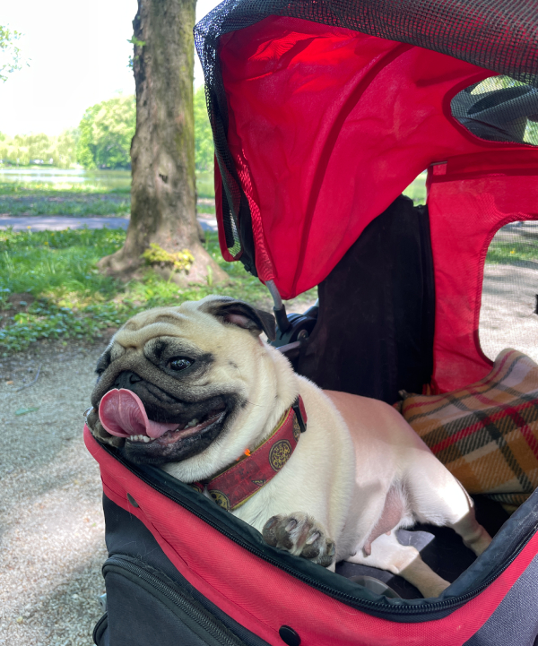 mopsy Miszur i Czuzu mopsiki Zazie