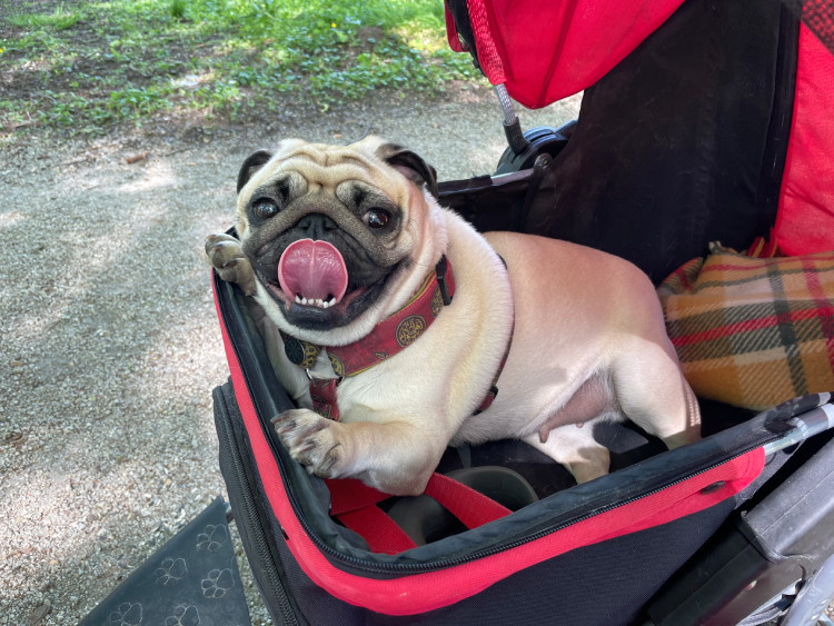 mopsy Miszur i Czuzu mopsiki Zazie