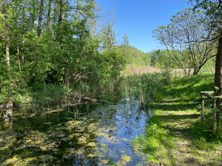 mopsy Miszur i Czuzu mopsiki Zazie