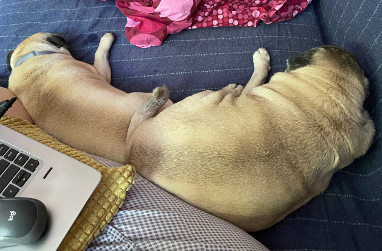 mopsy Miszur i Czuzu mopsiki Zazie