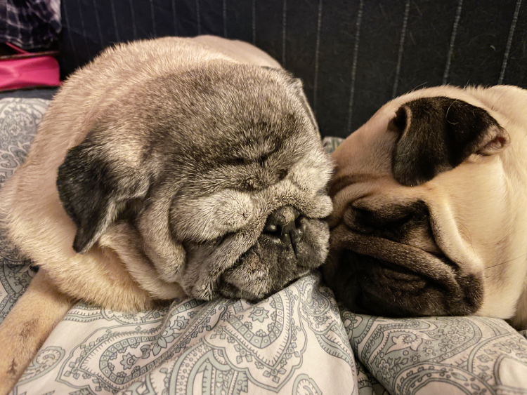 mopsy Miszur i Czuzu mopsiki Zazie