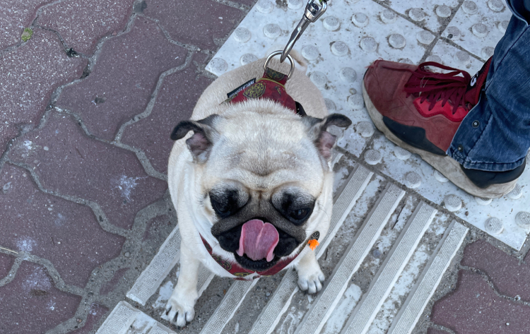 sterylizacja mopsa Czuczu mopsiki Zazie