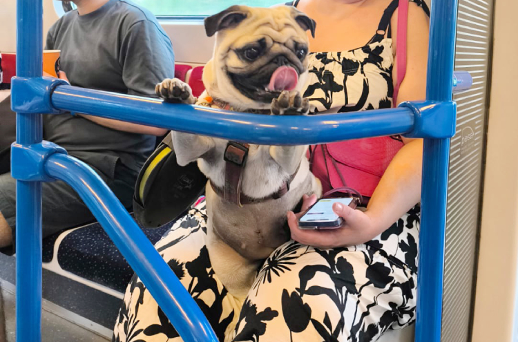 sterylizacja mopsa Czuczu mopsiki Zazie