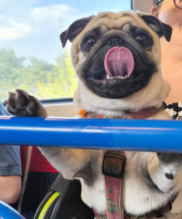 sterylizacja mopsa Czuczu mopsiki Zazie