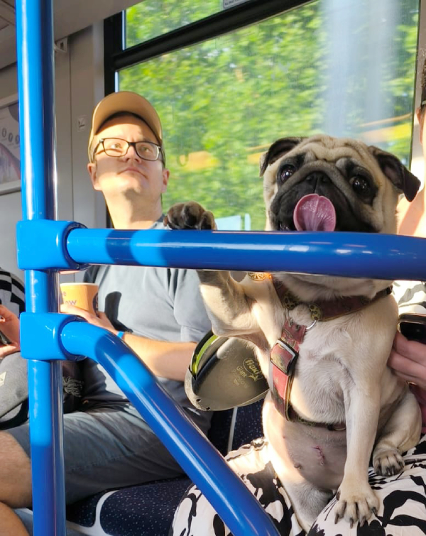 sterylizacja mopsa Czuczu mopsiki Zazie