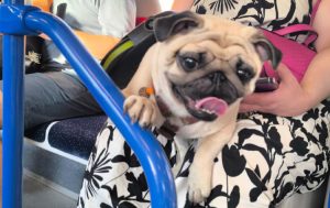 Małe Czuczu jedzie WKD