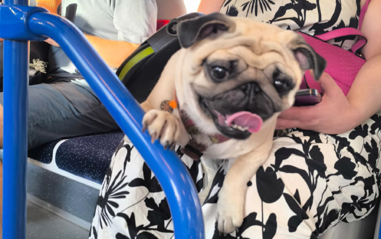 sterylizacja mopsa Czuczu mopsiki Zazie