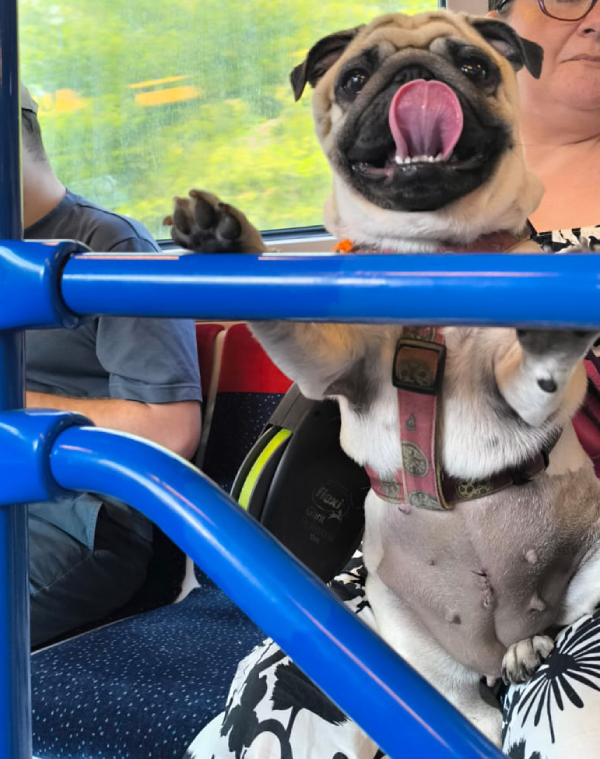 sterylizacja mopsa Czuczu mopsiki Zazie