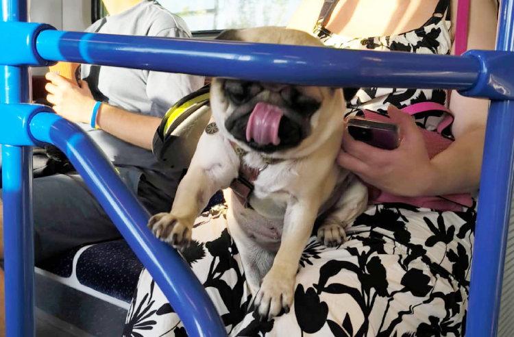 sterylizacja mopsa Czuczu mopsiki Zazie