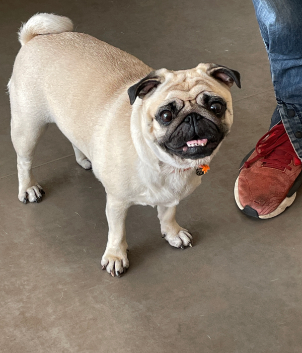 sterylizacja mopsa Czuczu mopsiki Zazie