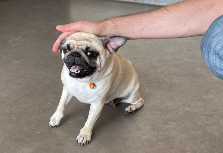 sterylizacja mopsa Czuczu mopsiki Zazie