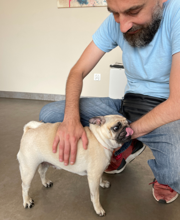 sterylizacja mopsa Czuczu mopsiki Zazie