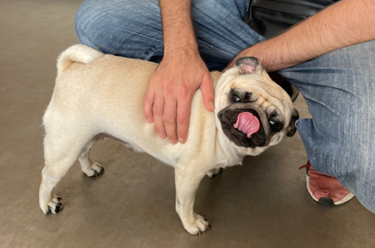 sterylizacja mopsa Czuczu mopsiki Zazie