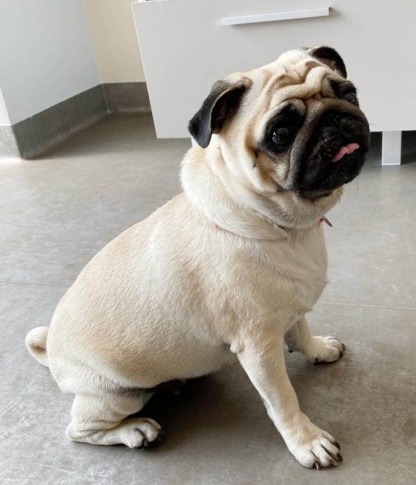 sterylizacja mopsa Czuczu mopsiki Zazie