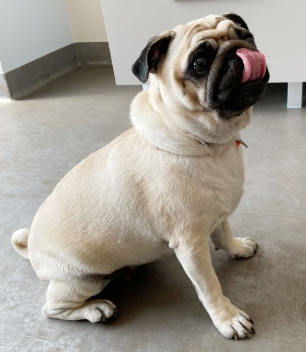 sterylizacja mopsa Czuczu mopsiki Zazie