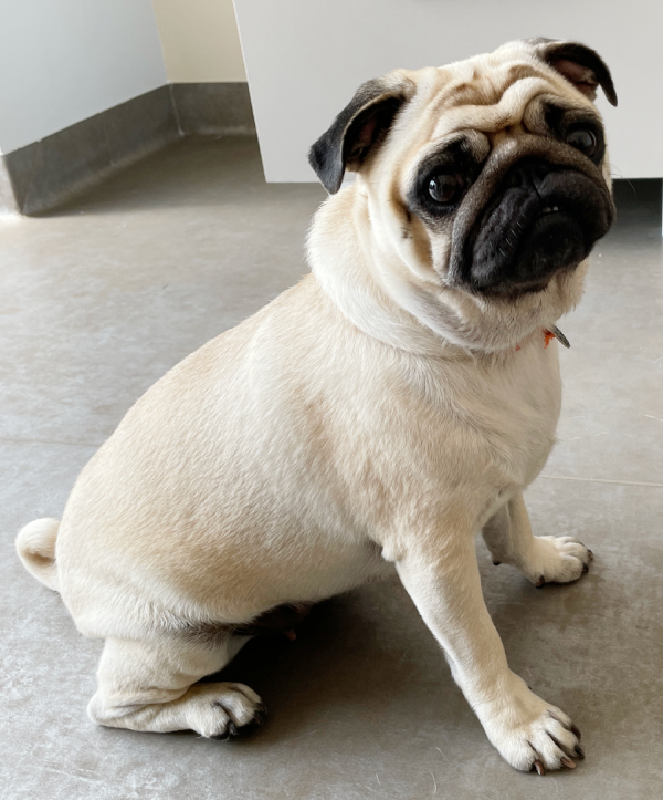 sterylizacja mopsa Czuczu mopsiki Zazie