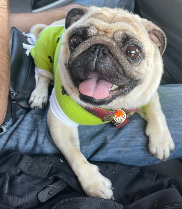 sterylizacja mopsa Czuczu mopsiki Zazie