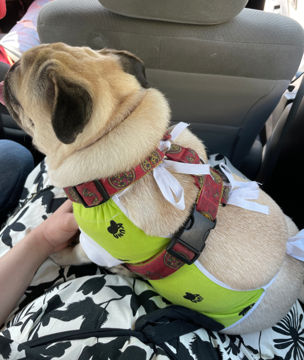 sterylizacja mopsa Czuczu mopsiki Zazie