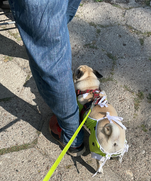 sterylizacja mopsa Czuczu mopsiki Zazie