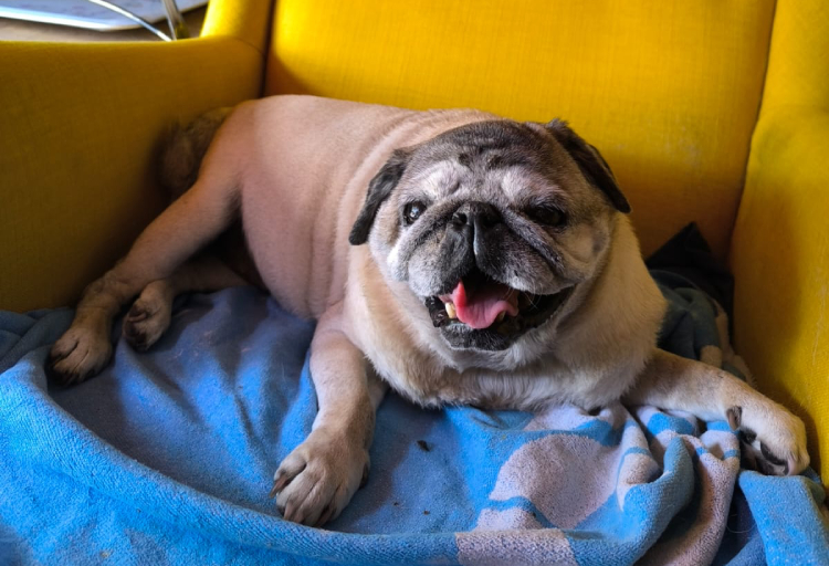 sterylizacja mopsa Czuczu mopsiki Zazie