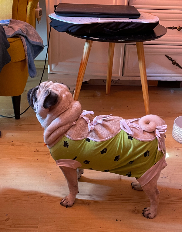 sterylizacja mopsa Czuczu mopsiki Zazie