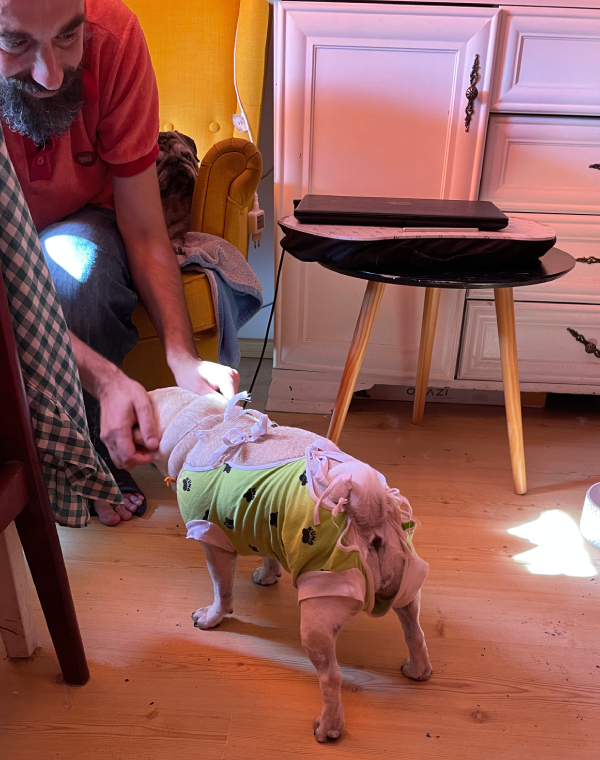 sterylizacja mopsa Czuczu mopsiki Zazie