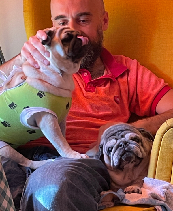 sterylizacja mopsa Czuczu mopsiki Zazie