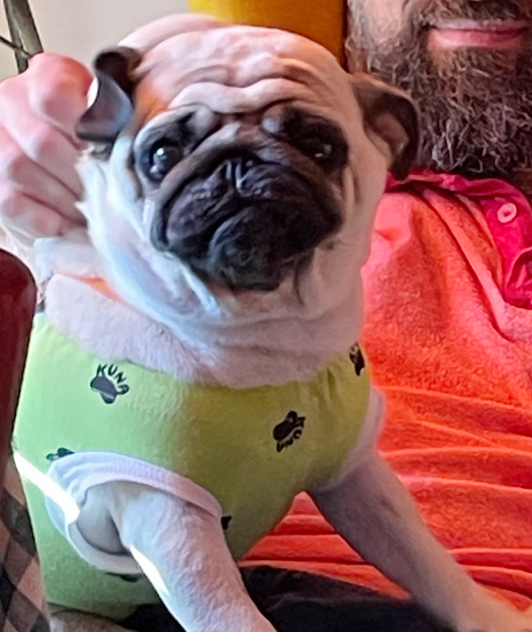 sterylizacja mopsa Czuczu mopsiki Zazie