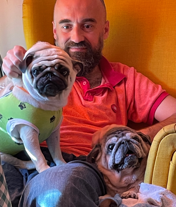 sterylizacja mopsa Czuczu mopsiki Zazie