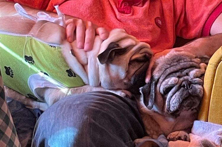 sterylizacja mopsa Czuczu mopsiki Zazie