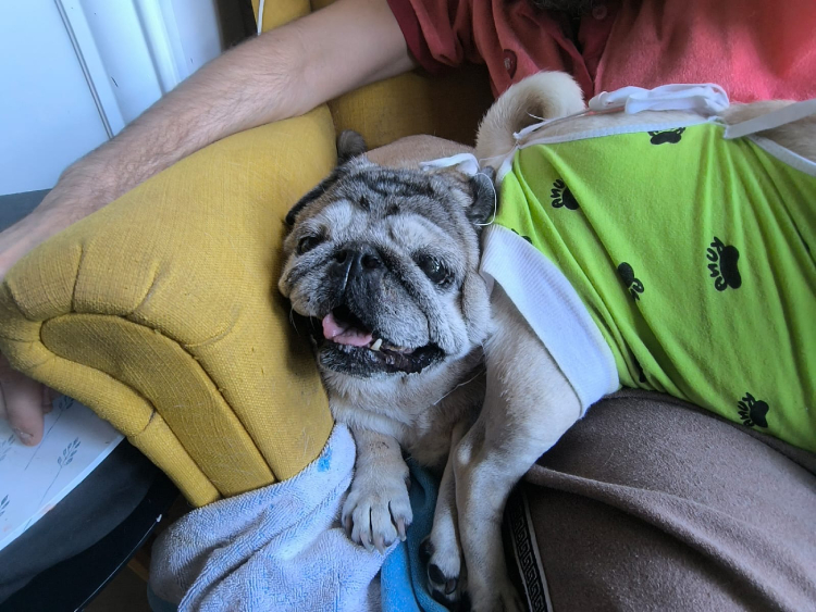 sterylizacja mopsa Czuczu mopsiki Zazie