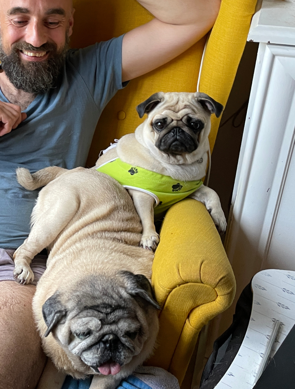 sterylizacja mopsa Czuczu mopsiki Zazie