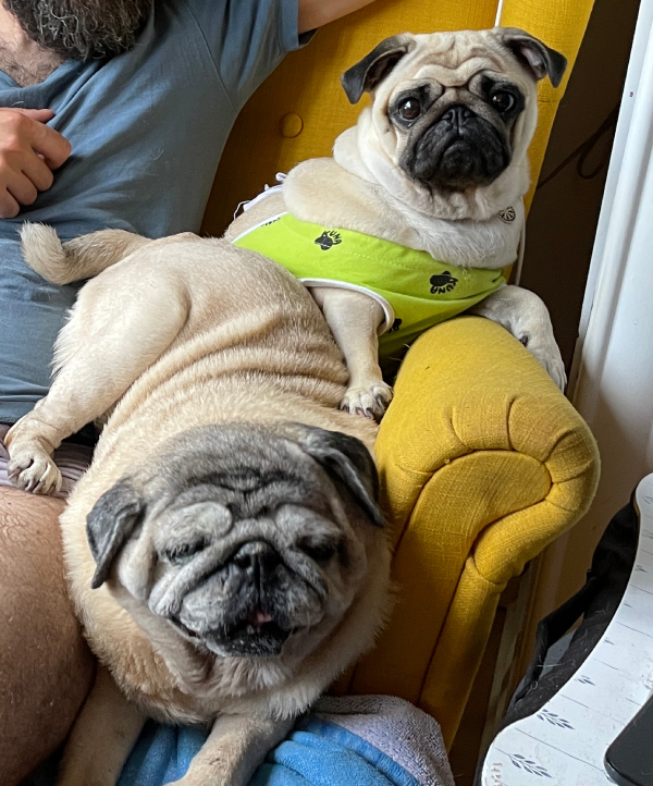 sterylizacja mopsa Czuczu mopsiki Zazie