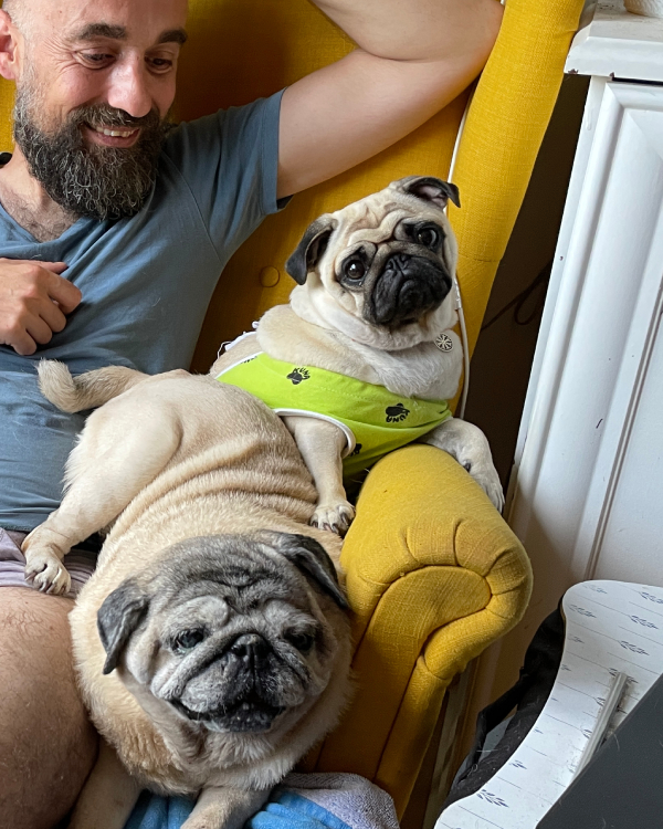 sterylizacja mopsa Czuczu mopsiki Zazie