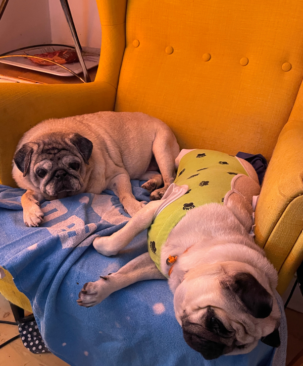 sterylizacja mopsa Czuczu mopsiki Zazie