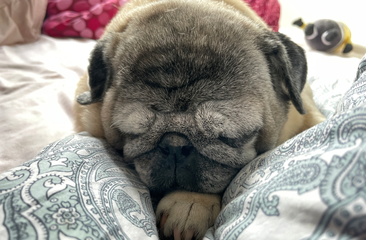 mops mopsik Czuczu mopsiczka Zazie