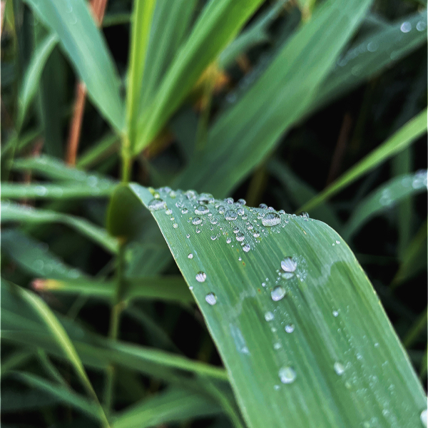 mops mopsik Czuczu mopsiczka Zazie