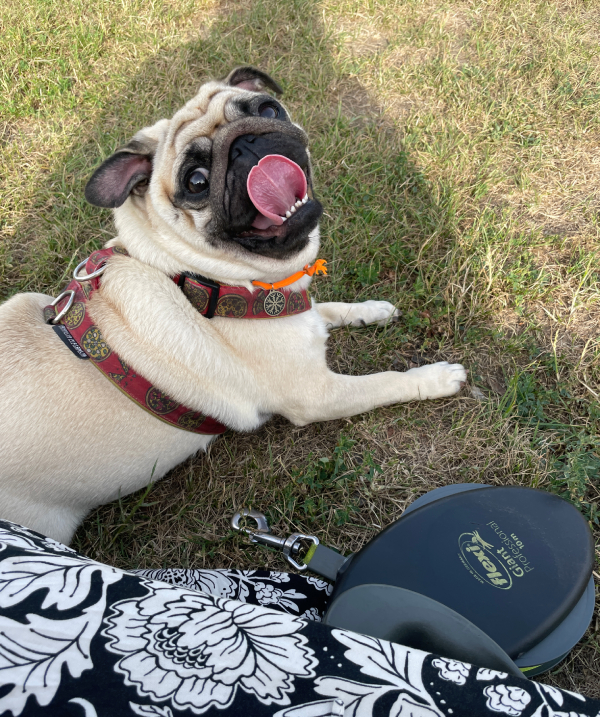 mops mopsik Czuczu mopsiczka Zazie