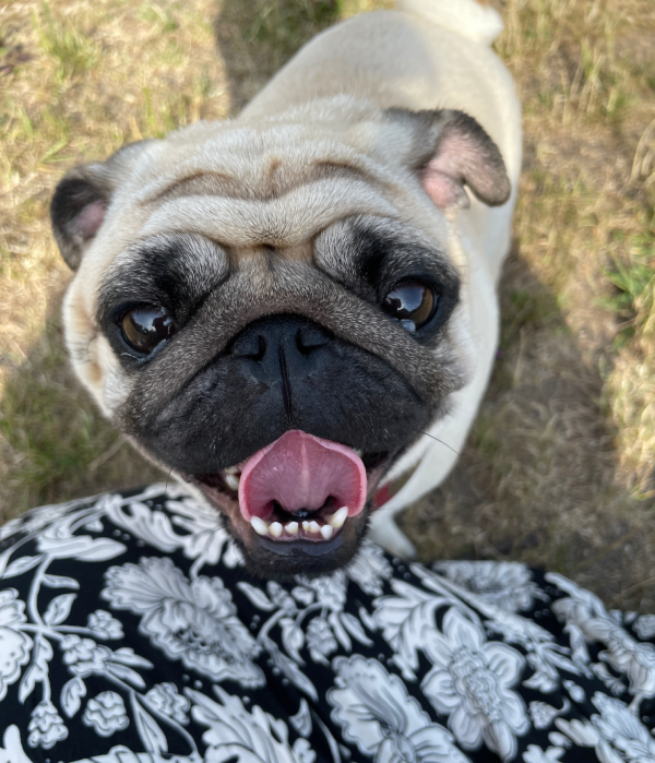 mops mopsik Czuczu mopsiczka Zazie