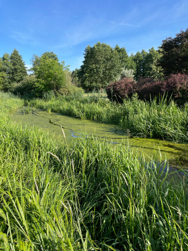 mops mopsik Czuczu mopsiczka Zazie