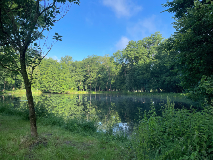 mops mopsik Czuczu mopsiczka Zazie