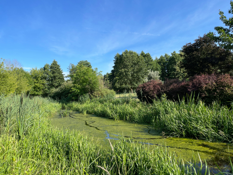 mops mopsik Czuczu mopsiczka Zazie