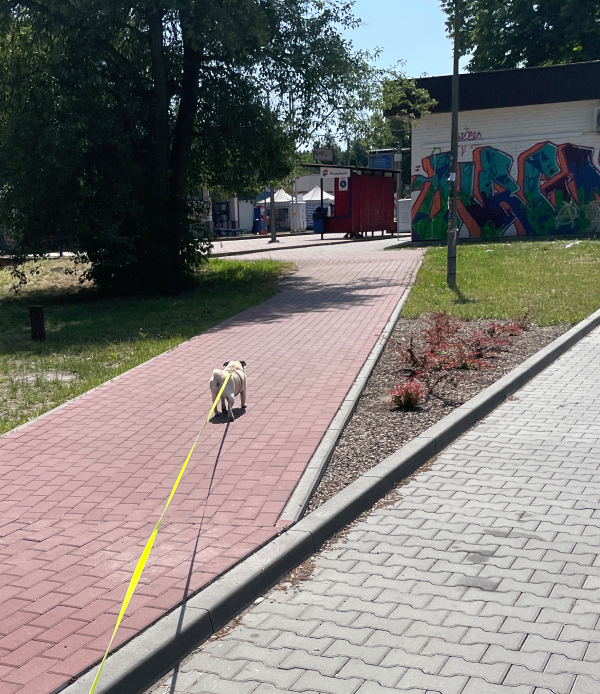 mops mopsik Czuczu mopsiczka Zazie