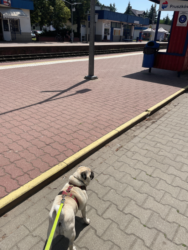 mops mopsik Czuczu mopsiczka Zazie