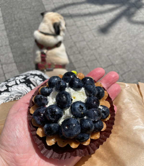 mops mopsik Czuczu mopsiczka Zazie