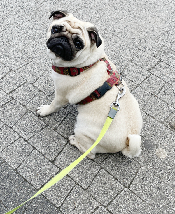 mops mopsik Czuczu mopsiczka Zazie