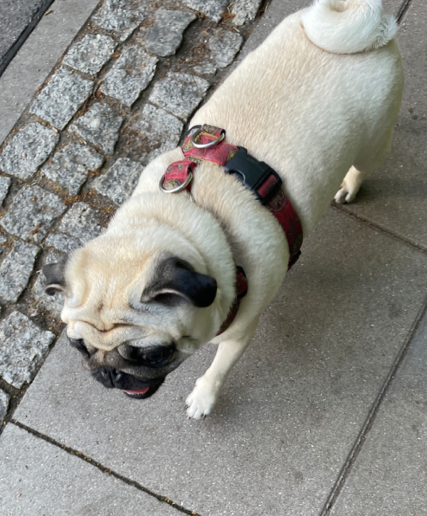 mops mopsik Czuczu mopsiczka Zazie